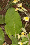 Cowslip primrose